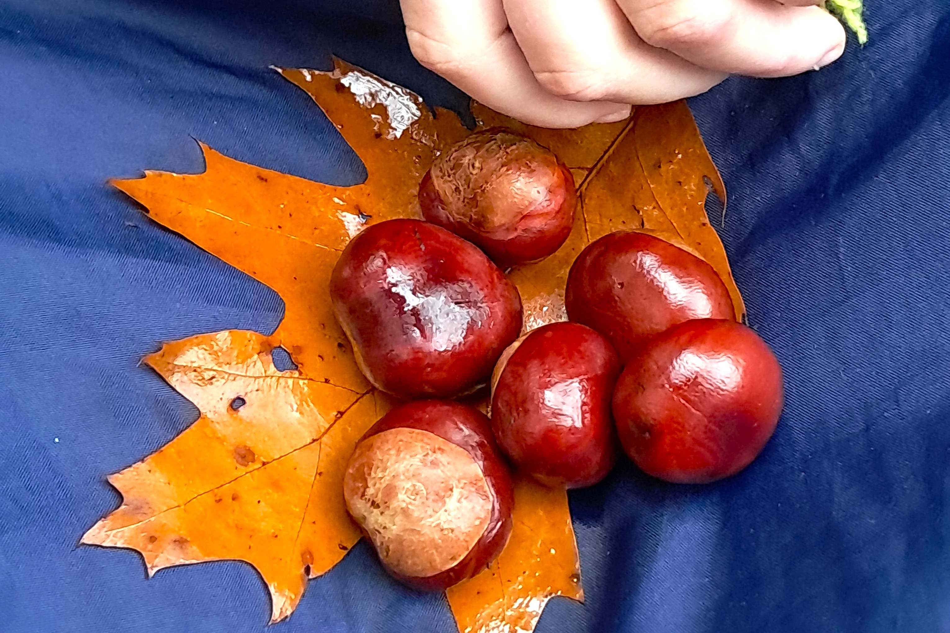 2025 Herbstspaziergang5